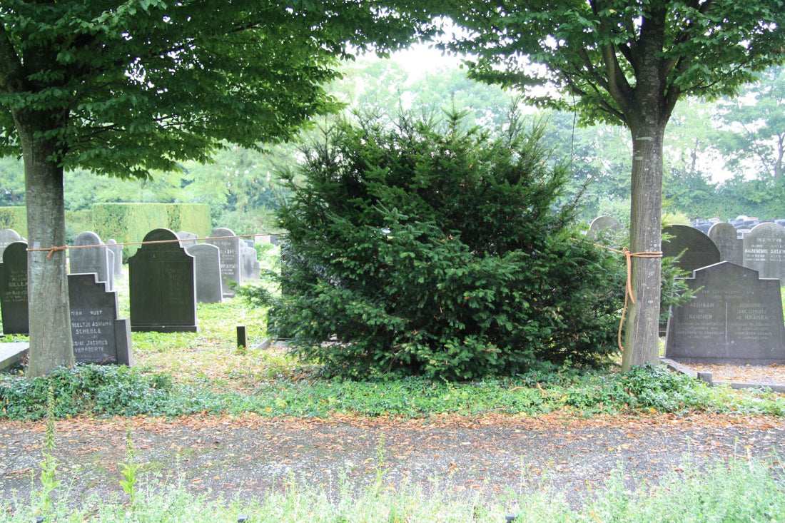 Het graf van Jacomintje Maria Dieleman