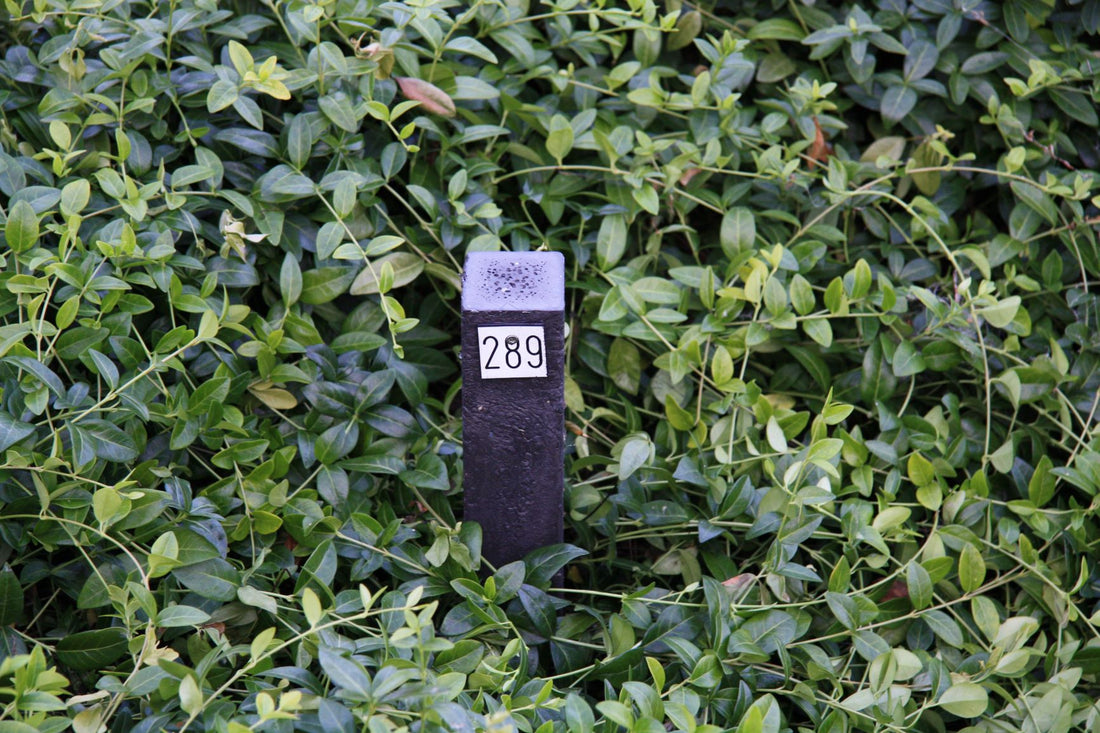 Het graf van Leuntje M. van Arenthals