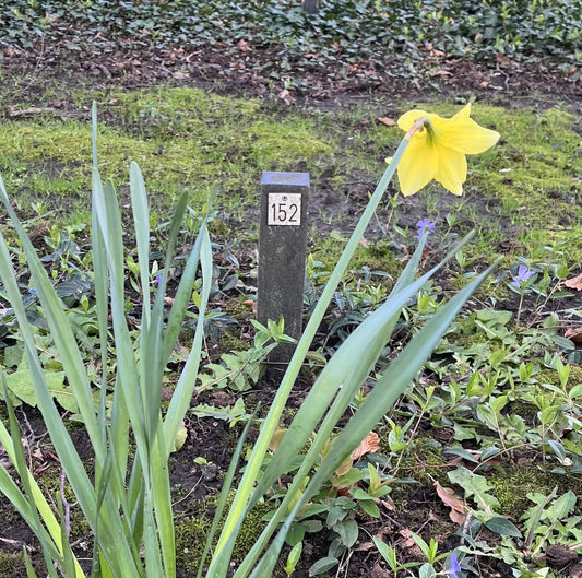 Eerbetoon aan een geruimd graf: Pieter Zegers