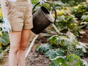 planten hebben water nodig en onze stichting vrijwilligers